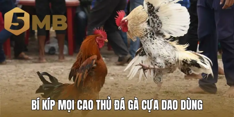 Bí kíp mọi cao thủ đá gà cựa dao dùng