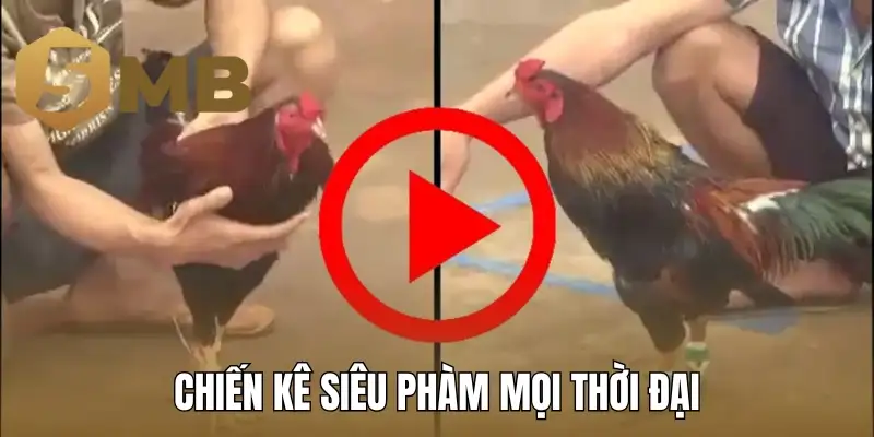 Chiến kê siêu phàm mọi thời đại