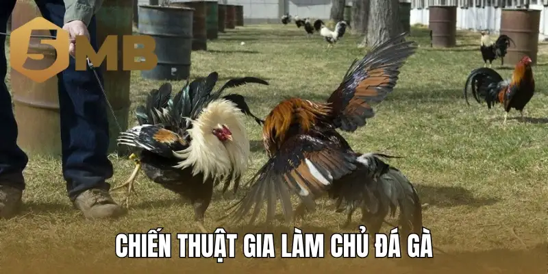 Chiến thuật gia làm chủ đá gà