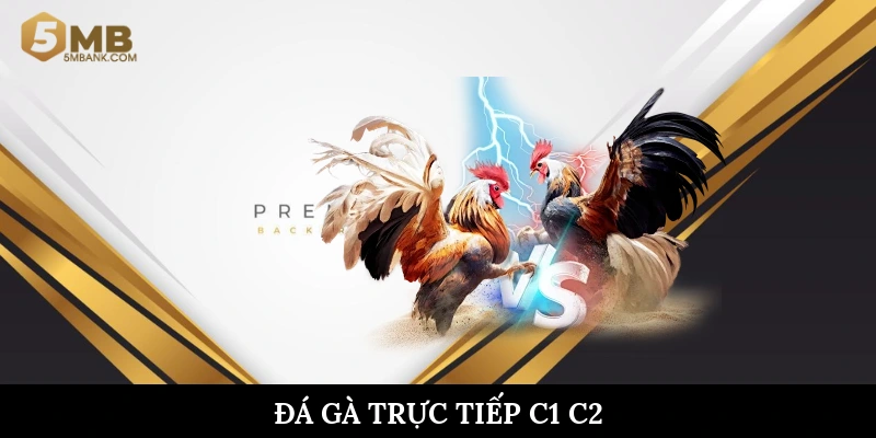 Đá gà trực tiếp C1 C2