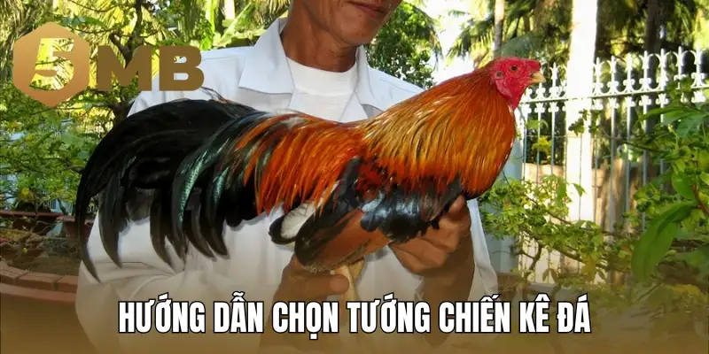 Hướng dẫn chọn tướng chiến kê đá hay dựa vào ngoại hình