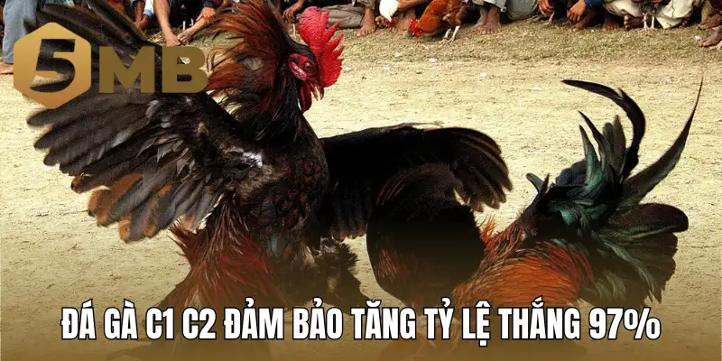 Kinh nghiệm đá gà C1 C2 đảm bảo tăng tỷ lệ thắng 97%