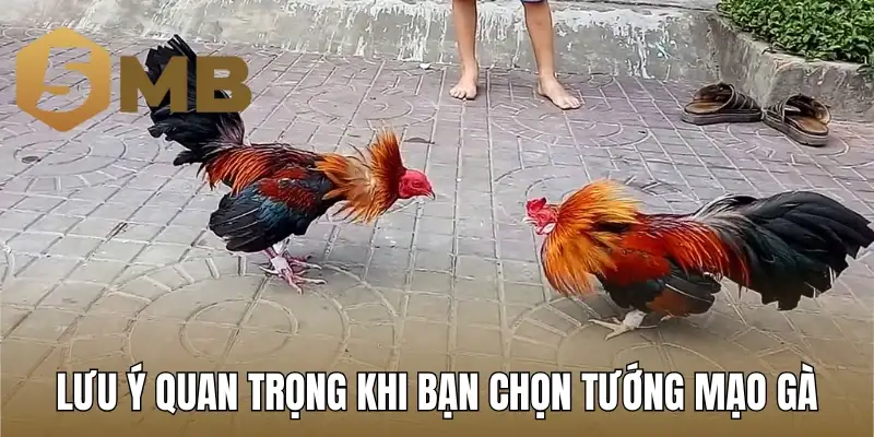 Lưu ý quan trọng khi bạn chọn tướng mạo gà