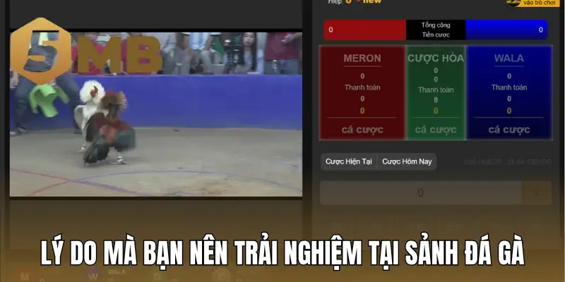 Lý do mà bạn nên trải nghiệm tại sảnh đá gà