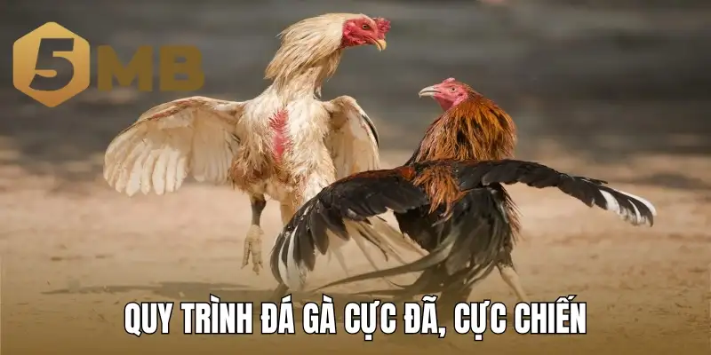 Quy trình đá gà cực đã, cực chiến