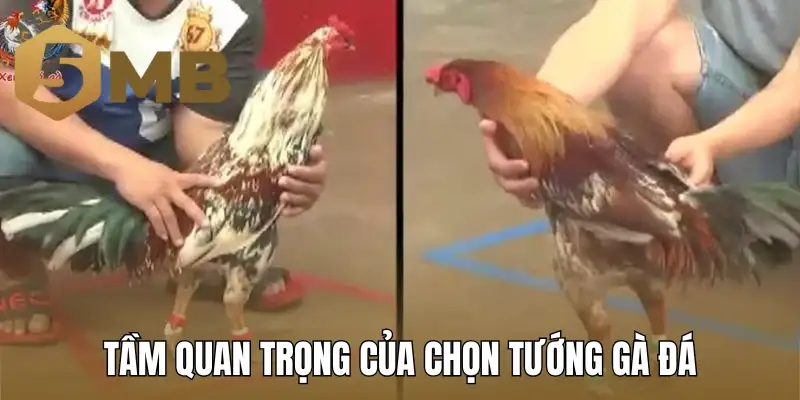 Tầm quan trọng của chọn tướng gà đá