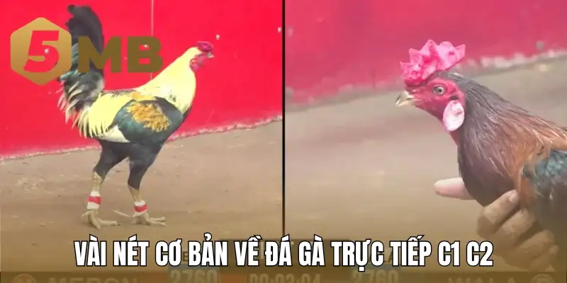 Vài nét cơ bản về đá gà trực tiếp C1 C2